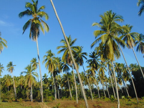 palm trees on the beach © Gabriela
