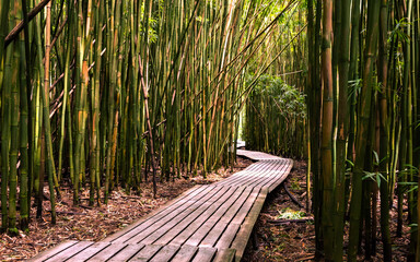 Trail through the Bamboo Forest on Pipiwai Trail - Maui, Hawaii - USA - 485379301