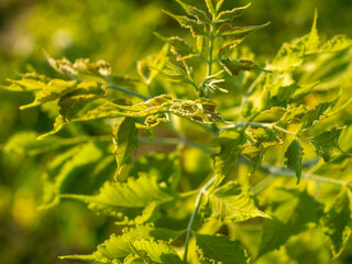 Fototapeta na wymiar close-up of Acer negundo leaves. Green background, selective focus