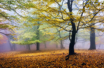 Autumn forest with trees - Fall nature at fog