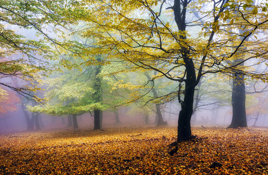 Autumn forest with trees - Fall nature at fog
