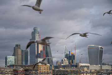 Man in black jacket feeds seagulls a piece of bread in front of the iconic skyscrapers skyline of London - obrazy, fototapety, plakaty