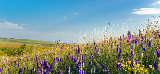 Panorama wildflowers and herbs in the steppe close up. Meadow and blue sky with clouds, selective focus. © Klever_ok