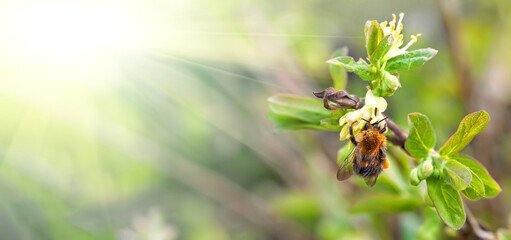bee on spring honeysuckle flower, banner. Spring or summer background inlight yellow and green colors with bumblebee, copy space.