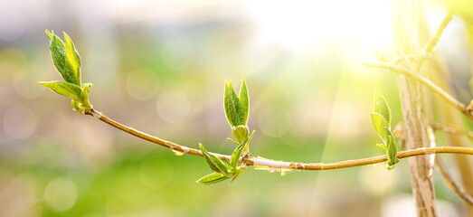 Close-up of a lilac branch with young leaves and buds, banner. Spring branch with green leaves
