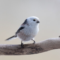 Long-tailed tit