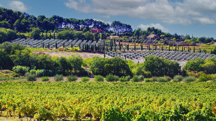 View on typical landscape provencal valley with vines, lavender plants after harvest, mediterranean...