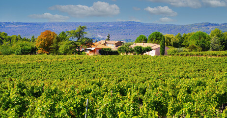 Fototapeta na wymiar View on rural valley with vines with typical french winery in autumn sun, mountains background - Gordes, Provence, France