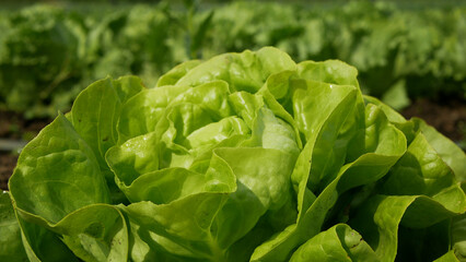 Green lettuce Lactuca sativa farm garden bio natural farmer field farming vegetable leaf fruit tree, greenhouse organic plantation harvest vegetables Brassica oleracea cultivars grown, Italian
