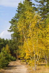 View of the path in the autumn forest. Location vertical.