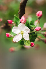 Kwitnąca jabłoń wiosną, pora roku.