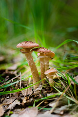 Opieńka, grzyby jadalne blaszkowe