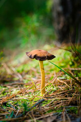 Zasłonak bagienny grzyby niejadalne trujące