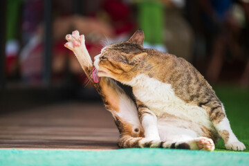 Cute yellow tabby cat paws up and licks its back leg. Adorable cat cleansing body. Animal hygiene...