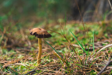 Zasłonak bagienny grzyby niejadalne trujące
