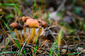 Zasłonak bagienny grzyby niejadalne trujące