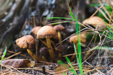 Zasłonak bagienny grzyby niejadalne trujące