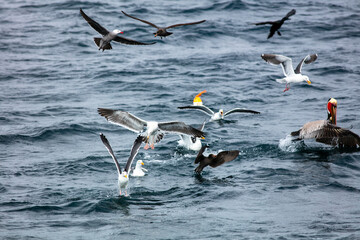 A Flock of Sea Gulls and Brown Pelicans in a Feeding Frenzy and Fighting for Food on the Surface of the Ocean