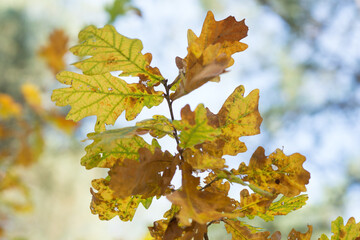 jesień liście dębowe