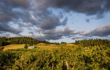 Heavy clouds rise above the pear orchards near Portland