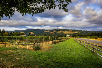 Wooden fence surrounds vineyard near Portland.tif