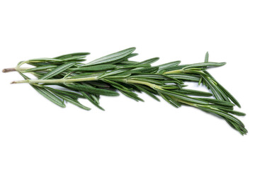 Fresh rosemary in close-up isolated on a white background