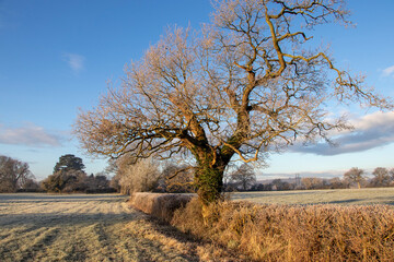trees in winter landscape