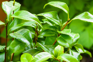 Camelia tree plant leaves growing outdoors.