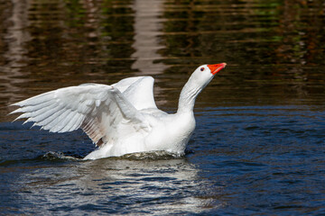 White-feathered geese in a lake. Acuatic birds. Bird with white feathers and orange beak