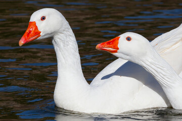 White-feathered geese in a lake. Acuatic birds. Bird with white feathers and orange beak