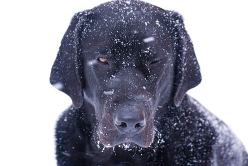 black labrador retriever in snow medium shot