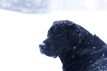 black labrador retriever in snow