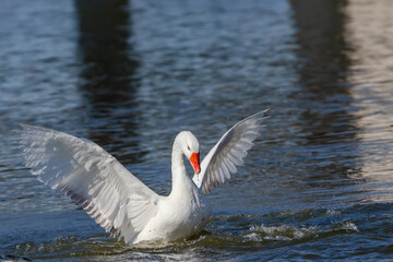 White-feathered geese in a lake. Acuatic birds. Bird with white feathers and orange beak