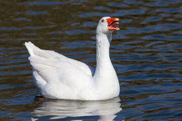 White-feathered geese in a lake. Acuatic birds. Bird with white feathers and orange beak