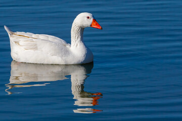 Naklejka na ściany i meble White-feathered geese in a lake. Acuatic birds. Bird with white feathers and orange beak