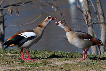 Brown-feathered geese in a lake. Acuatic birds. Bird with brown feathers and orange beak
