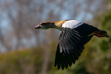 Brown-feathered geese in a lake. Acuatic birds. Bird with brown feathers and orange beak