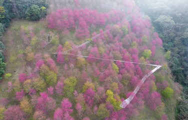 Aerial view of pink cherry blossom trees blooming on the hillside with a hiking trail zigzagging...
