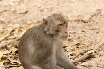 A monkey sitting on the ground