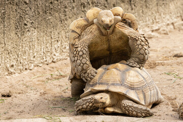 Fototapeta na wymiar Sulcata Tortoise are breeding
