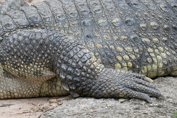 Close up of right leg of Siamese Crocodile