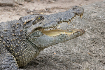 Close up of Siamese Crocodile open mount and eye open