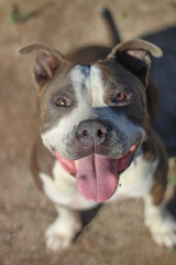 english bulldog puppy