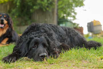 black Hovie, dog hovawart resting in the grass in the afternoon in the shade of a tree
