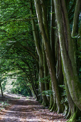 An avenue of mature Beech trees (fagus sylvatica) along a bridleway near Chilgrove in the South...
