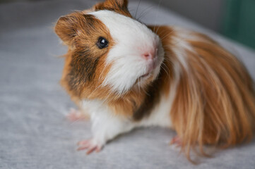 Portrait of red and white Guinea pig