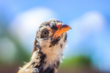 close up of an eagle
