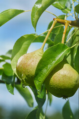 Harvest of pear with drops on the tree. Summer day. Rural garden. Shallow depth of field. Focus on pear