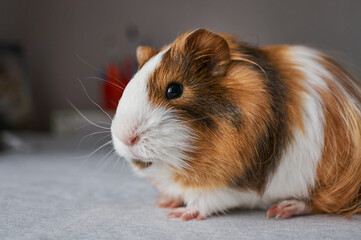 Fototapeta premium Portrait of red and white Guinea pig