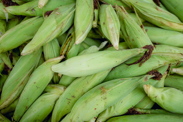 Fototapeta premium Fully grow raw corn ready for sale.